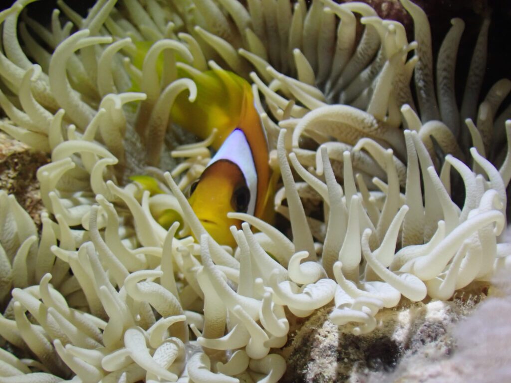 Bild eines Clownfische in seiner Anemone.