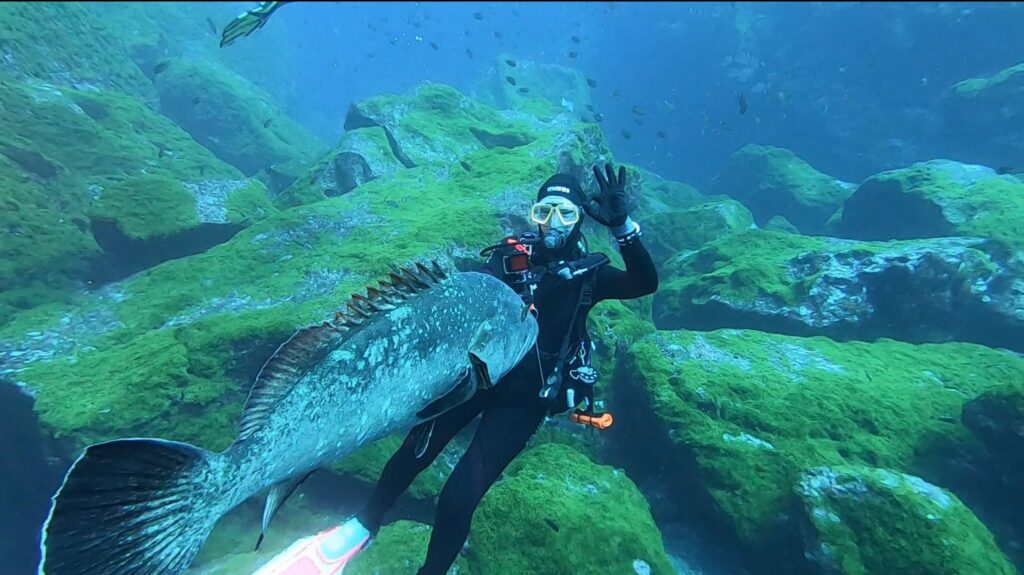 Bild eines Gerätetauchers hinter einem wirklich beeindruckenden Zackenbarsch.
