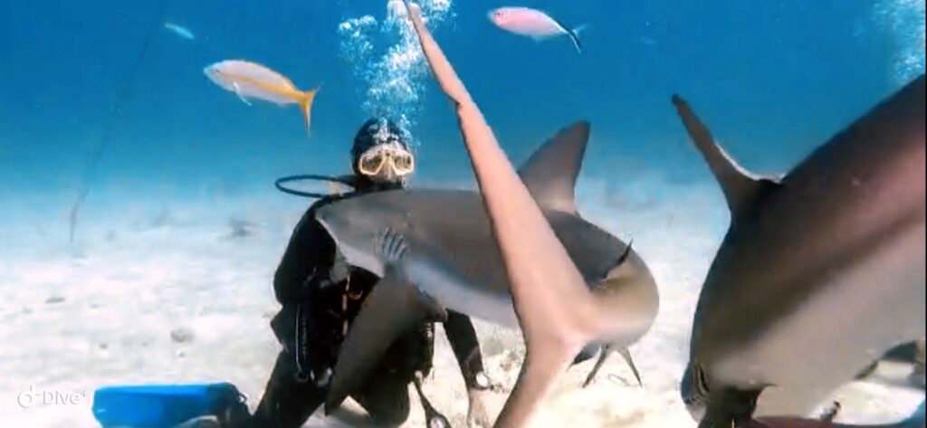 Bild eines Gerätetauchers umzingelt von Haien.