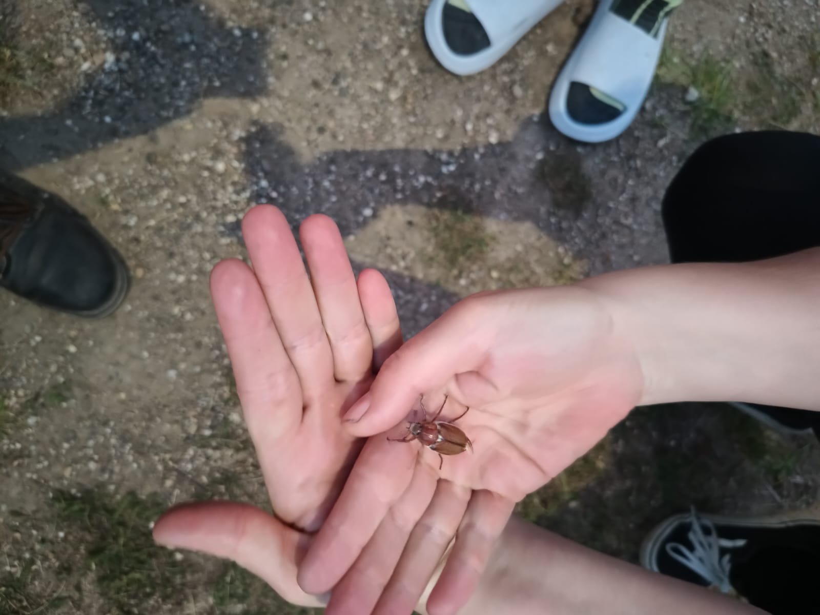 LaJuLa 2025 Käferplage