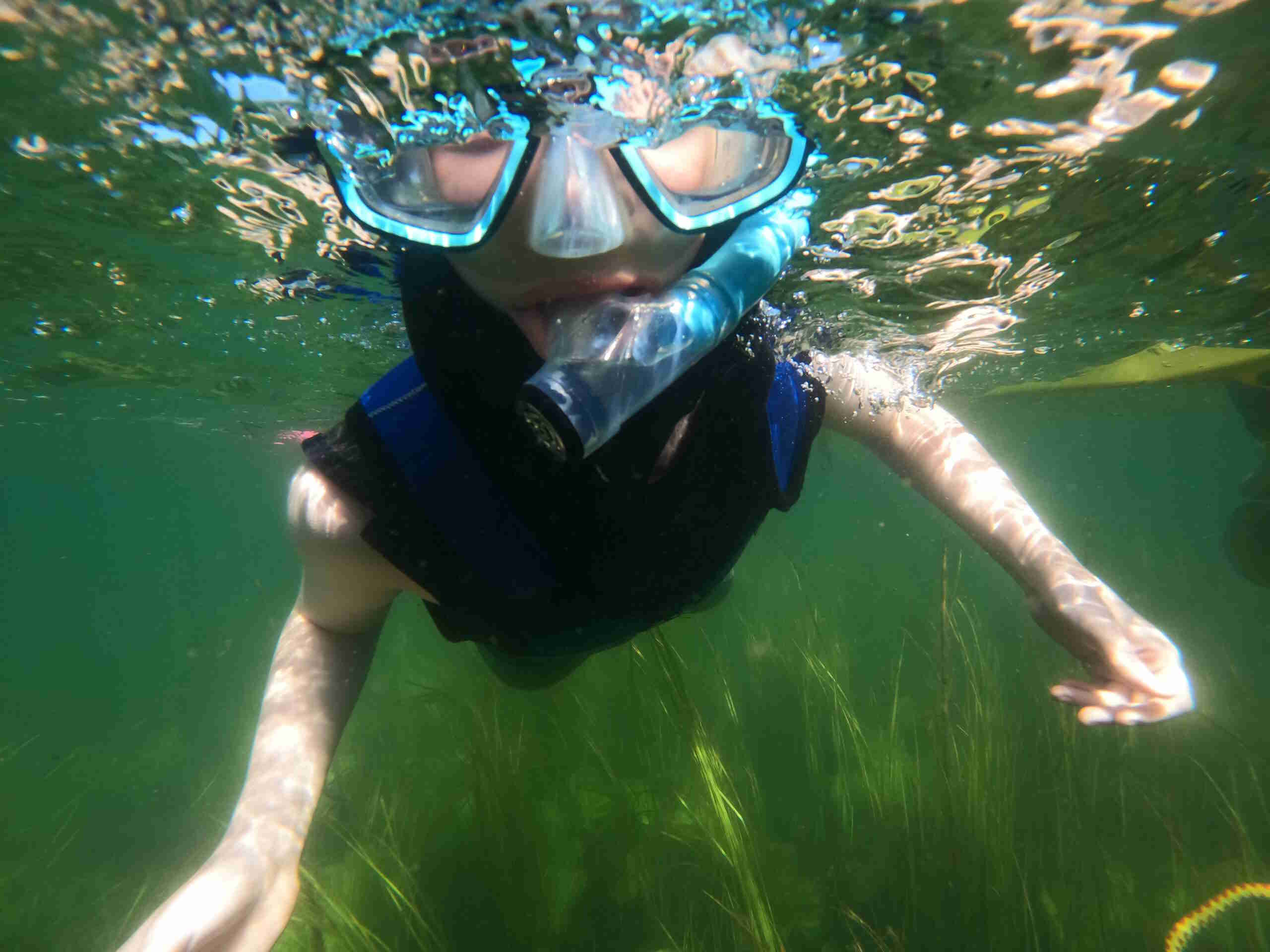 Bild eines Jungen im Neopren, der durch eine Seegraswiese schnorchelt.